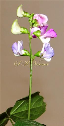  inflorescence